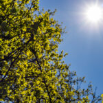 Cidades do Piauí dominam ranking de calor no Brasil com até 41,3°C