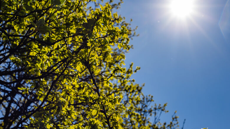 Cidades do Piauí dominam ranking de calor no Brasil com até 41,3°C