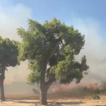 Fogo em vegetação ameaça casas e escolas e suspende aulas em Parnaíba