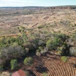 Piauí reduz área desmatada equivalente a quase 68 mil campos de futebol