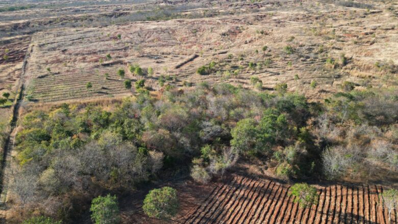 Piauí reduz área desmatada equivalente a quase 68 mil campos de futebol